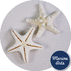 8988 - Starfish Bleached Knobbly Medium 5-7cm